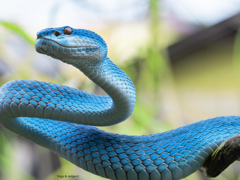 Le Serpent dans le yoga : Un symbole de puissance, de transformation et d'éveil spirituel
