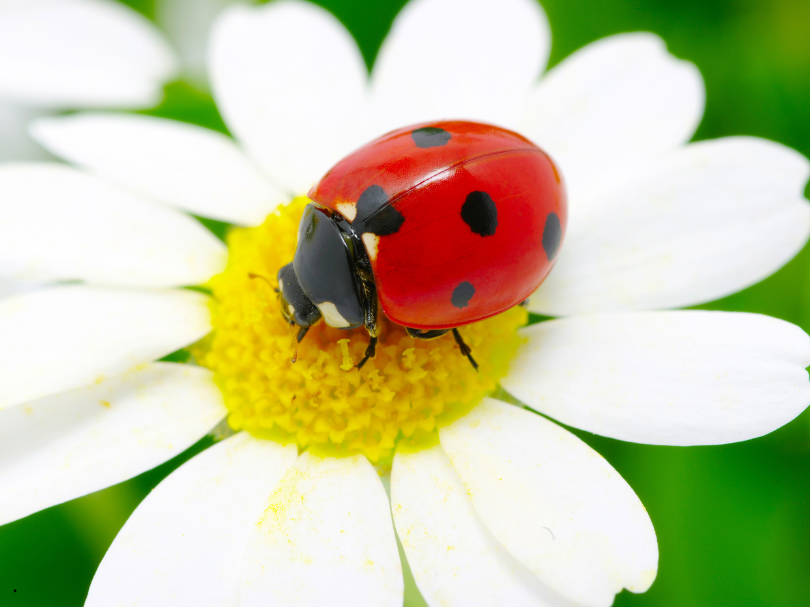 Coccinelle : signification spirituelle et symbolique
