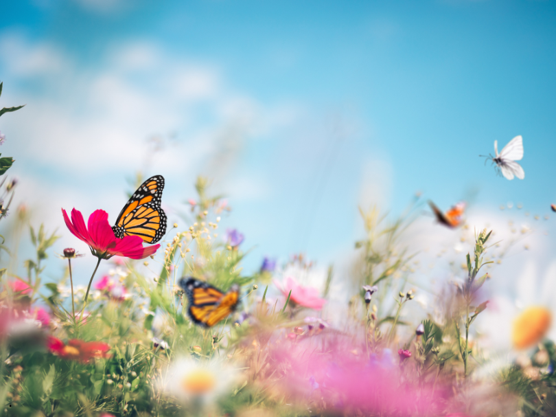 Papillon : signification spirituelle et symbolique