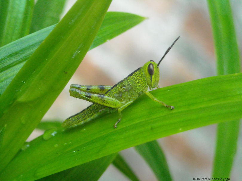 Grasshopper: Inspiring Symbolism and a Life-Giving Yoga Pose 